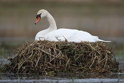 Labuť v hnízdě
