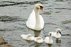 Labuť s malými