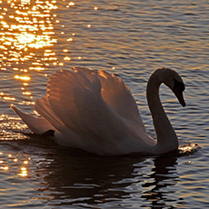 Labuť ve vycházejícím slunci